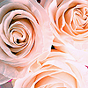 Roses avatars