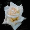 Roses avatars