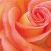 Roses avatars