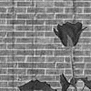 Roses avatars