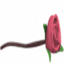 Roses avatars