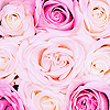 Roses avatars