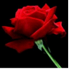 Roses avatars