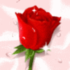 Roses avatars
