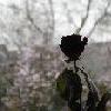 Roses avatars