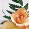 Roses avatars