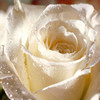 Roses avatars