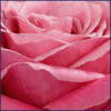 Roses avatars