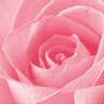 Roses avatars