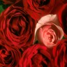 Roses avatars