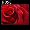 Roses avatars