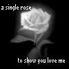Roses avatars