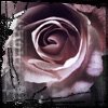 Roses avatars