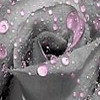 Roses avatars