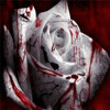 Roses avatars