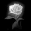 Roses avatars