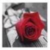 Roses avatars