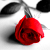 Roses avatars