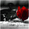 Roses avatars