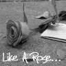 Roses avatars