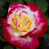 Roses avatars