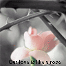 Roses avatars