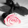 Roses avatars