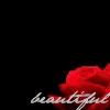Roses avatars