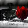 Roses avatars