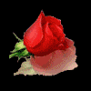 Roses avatars