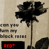 Roses avatars