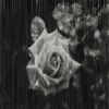 Roses avatars