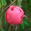 Roses avatars