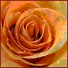 Roses avatars