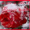Roses avatars