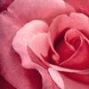 Roses avatars