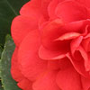 Roses avatars