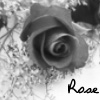Roses avatars
