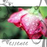 Roses avatars