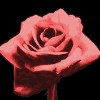 Roses avatars