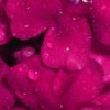 Roses avatars