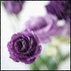 Roses avatars