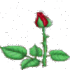 Roses avatars