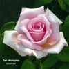 Roses avatars