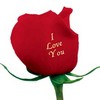 Roses avatars
