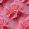 Roses avatars