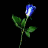 Roses avatars