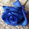 Roses avatars