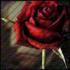 Roses avatars