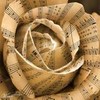 Roses avatars
